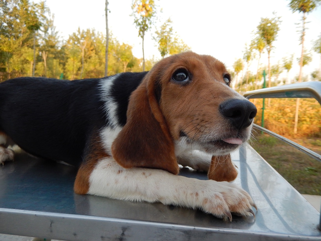 實驗用比格犬